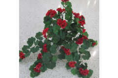 vines-red-geranium